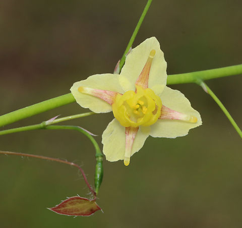 Horny Goat Weed - Epimedium × versicolor Epimedium × versicolor is a cross between E. grandiflorum and E. pinnatum subsp. colchicum. 

Habitat: Deciduous forest
https://www.jungledragon.com/image/153471/horny_goat_weed_-_epimedium_versicolor.html
https://www.jungledragon.com/image/153474/horny_goat_weed_-_epimedium_versicolor.html
https://www.jungledragon.com/image/153473/horny_goat_weed_-_epimedium_versicolor.html
https://www.jungledragon.com/image/153472/horny_goat_weed_-_epimedium_versicolor.html Barrenwort,Epimedium versicolor,Epimedium × versicolor,Geotagged,Horny Goat Weed,Spring,United States
