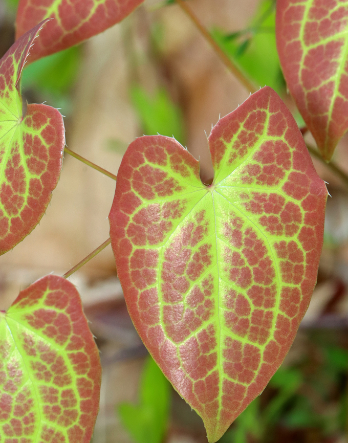 Horny Goat Weed - Epimedium × versicolor Epimedium &times; versicolor is a cross between E. grandiflorum and E. pinnatum subsp. colchicum.<br />
<br />
Habitat: Deciduous forest<br />
<figure class="photo"><a href="https://www.jungledragon.com/image/153471/horny_goat_weed_-_epimedium_versicolor.html" title="Horny Goat Weed - Epimedium &times; versicolor"><img src="https://s3.amazonaws.com/media.jungledragon.com/images/3232/153471_thumb.jpg?AWSAccessKeyId=05GMT0V3GWVNE7GGM1R2&Expires=1763596810&Signature=XYqvD%2Fwn6BDTBGGMrwgGFhZnpCA%3D" width="200" height="154" alt="Horny Goat Weed - Epimedium &times; versicolor Epimedium &times; versicolor is a cross between E. grandiflorum and E. pinnatum subsp. colchicum.<br />
<br />
Habitat: Deciduous forest<br />
https://www.jungledragon.com/image/153471/horny_goat_weed_-_epimedium_versicolor.html<br />
https://www.jungledragon.com/image/153474/horny_goat_weed_-_epimedium_versicolor.html<br />
https://www.jungledragon.com/image/153473/horny_goat_weed_-_epimedium_versicolor.html<br />
https://www.jungledragon.com/image/153472/horny_goat_weed_-_epimedium_versicolor.html Barrenwort,Epimedium versicolor,Geotagged,Spring,United States" /></a></figure><br />
<figure class="photo"><a href="https://www.jungledragon.com/image/153474/horny_goat_weed_-_epimedium_versicolor.html" title="Horny Goat Weed - Epimedium &times; versicolor"><img src="https://s3.amazonaws.com/media.jungledragon.com/images/3232/153474_thumb.jpg?AWSAccessKeyId=05GMT0V3GWVNE7GGM1R2&Expires=1763596810&Signature=4BspWaqEr3AJGGd71cbX6a9xwsk%3D" width="114" height="152" alt="Horny Goat Weed - Epimedium &times; versicolor Epimedium &times; versicolor is a cross between E. grandiflorum and E. pinnatum subsp. colchicum.<br />
<br />
Habitat: Deciduous forest<br />
https://www.jungledragon.com/image/153471/horny_goat_weed_-_epimedium_versicolor.html<br />
https://www.jungledragon.com/image/153474/horny_goat_weed_-_epimedium_versicolor.html<br />
https://www.jungledragon.com/image/153473/horny_goat_weed_-_epimedium_versicolor.html<br />
https://www.jungledragon.com/image/153472/horny_goat_weed_-_epimedium_versicolor.html Barrenwort,Epimedium versicolor,Geotagged,Spring,United States" /></a></figure><br />
<figure class="photo"><a href="https://www.jungledragon.com/image/153473/horny_goat_weed_-_epimedium_versicolor.html" title="Horny Goat Weed - Epimedium &times; versicolor"><img src="https://s3.amazonaws.com/media.jungledragon.com/images/3232/153473_thumb.jpg?AWSAccessKeyId=05GMT0V3GWVNE7GGM1R2&Expires=1763596810&Signature=Mwd6j6RHD5hkDr6IE%2F5G5z190Js%3D" width="120" height="152" alt="Horny Goat Weed - Epimedium &times; versicolor Epimedium &times; versicolor is a cross between E. grandiflorum and E. pinnatum subsp. colchicum.<br />
<br />
Habitat: Deciduous forest<br />
https://www.jungledragon.com/image/153471/horny_goat_weed_-_epimedium_versicolor.html<br />
https://www.jungledragon.com/image/153474/horny_goat_weed_-_epimedium_versicolor.html<br />
https://www.jungledragon.com/image/153473/horny_goat_weed_-_epimedium_versicolor.html<br />
https://www.jungledragon.com/image/153472/horny_goat_weed_-_epimedium_versicolor.html Barrenwort,Epimedium versicolor,Geotagged,Spring,United States" /></a></figure><br />
<figure class="photo"><a href="https://www.jungledragon.com/image/153472/horny_goat_weed_-_epimedium_versicolor.html" title="Horny Goat Weed - Epimedium &times; versicolor"><img src="https://s3.amazonaws.com/media.jungledragon.com/images/3232/153472_thumb.jpg?AWSAccessKeyId=05GMT0V3GWVNE7GGM1R2&Expires=1763596810&Signature=QgHsBh7wHEP6Eo8Oqf6EFAeVvmA%3D" width="200" height="190" alt="Horny Goat Weed - Epimedium &times; versicolor Epimedium &times; versicolor is a cross between E. grandiflorum and E. pinnatum subsp. colchicum. <br />
<br />
Habitat: Deciduous forest<br />
https://www.jungledragon.com/image/153471/horny_goat_weed_-_epimedium_versicolor.html<br />
https://www.jungledragon.com/image/153474/horny_goat_weed_-_epimedium_versicolor.html<br />
https://www.jungledragon.com/image/153473/horny_goat_weed_-_epimedium_versicolor.html<br />
https://www.jungledragon.com/image/153472/horny_goat_weed_-_epimedium_versicolor.html Barrenwort,Epimedium versicolor,Epimedium &times; versicolor,Geotagged,Horny Goat Weed,Spring,United States" /></a></figure> Barrenwort,Epimedium versicolor,Geotagged,Spring,United States