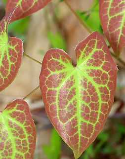 Horny Goat Weed - Epimedium × versicolor Epimedium × versicolor is a cross between E. grandiflorum and E. pinnatum subsp. colchicum.

Habitat: Deciduous forest
https://www.jungledragon.com/image/153471/horny_goat_weed_-_epimedium_versicolor.html
https://www.jungledragon.com/image/153474/horny_goat_weed_-_epimedium_versicolor.html
https://www.jungledragon.com/image/153473/horny_goat_weed_-_epimedium_versicolor.html
https://www.jungledragon.com/image/153472/horny_goat_weed_-_epimedium_versicolor.html Barrenwort,Epimedium versicolor,Geotagged,Spring,United States