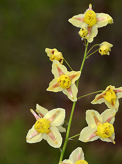 Horny Goat Weed - Epimedium &times; versicolor Epimedium &times; versicolor is a cross between E. grandiflorum and E. pinnatum subsp. colchicum.

Habitat: Deciduous forest
https://www.jungledragon.com/image/153471/horny_goat_weed_-_epimedium_versicolor.html
https://www.jungledragon.com/image/153474/horny_goat_weed_-_epimedium_versicolor.html
https://www.jungledragon.com/image/153473/horny_goat_weed_-_epimedium_versicolor.html
https://www.jungledragon.com/image/153472/horny_goat_weed_-_epimedium_versicolor.html Barrenwort,Epimedium versicolor,Geotagged,Spring,United States