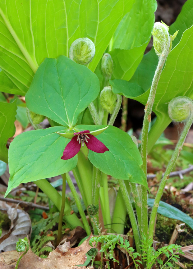 Red Trillium - Trillium erectum A nature bouquet with trillium, ferns, and skunk cabbage.<br />
<br />
Habitat: Growing along the edge of a swamp in a deciduous forest Geotagged,Red trillium,Spring,Trillium erectum,United States,trillium