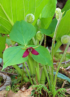 Red Trillium - Trillium erectum A nature bouquet with trillium, ferns, and skunk cabbage.

Habitat: Growing along the edge of a swamp in a deciduous forest Geotagged,Red trillium,Spring,Trillium erectum,United States,trillium