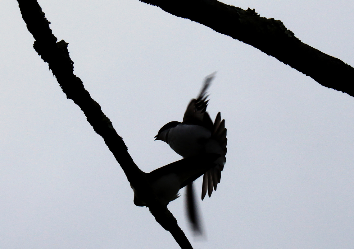 Mating Tree Swallows - Tachycineta bicolor I don't think I've ever seen birds mating in the wild and these two were doing it right above my head, so I had to take a photo. The male was working hard while the female was passively sitting on the branch.<br />
<br />
Habitat: Meadow Geotagged,Spring,Tachycineta,Tachycineta bicolor,Tree Swallow,United States,silhouette