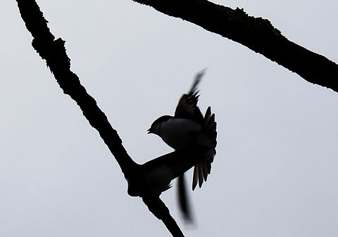 Mating Tree Swallows - Tachycineta bicolor I don't think I've ever seen birds mating in the wild and these two were doing it right above my head, so I had to take a photo. The male was working hard while the female was passively sitting on the branch.

Habitat: Meadow  Geotagged,Spring,Tachycineta,Tachycineta bicolor,Tree Swallow,United States,silhouette