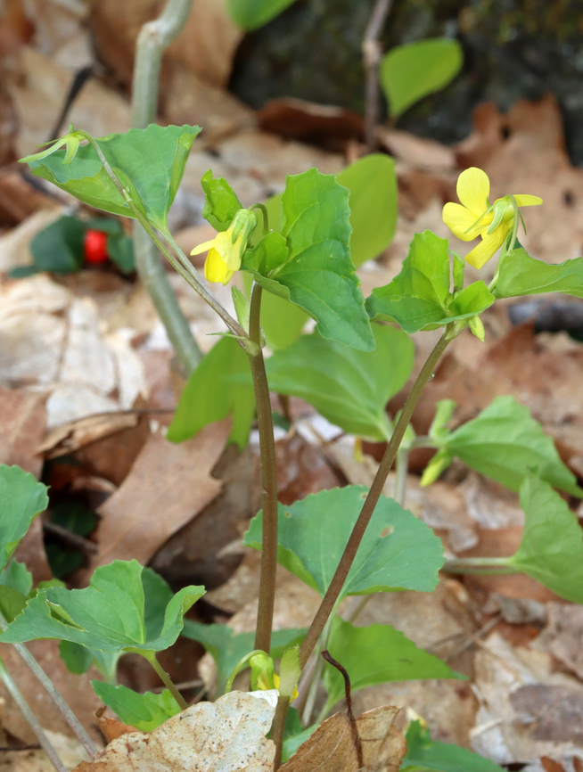 Yellow Violets - Viola sp. Viola pubescens or Viola eriocarpa?<br />
<br />
Habitat: Growing adjacent to a swamp; deciduous forest<br />
<figure class="photo"><a href="https://www.jungledragon.com/image/153502/yellow_violets_-_viola_sp.html" title="Yellow Violets - Viola sp."><img src="https://s3.amazonaws.com/media.jungledragon.com/images/3232/153502_thumb.jpg?AWSAccessKeyId=05GMT0V3GWVNE7GGM1R2&Expires=1759968010&Signature=fRVW5MQX4FM7VF6wjZR0nx9pK5k%3D" width="200" height="156" alt="Yellow Violets - Viola sp. Viola pubescens or Viola eriocarpa? <br />
<br />
Habitat: Growing adjacent to a swamp; deciduous forest<br />
https://www.jungledragon.com/image/153501/yellow_violets_-_viola_sp.html Geotagged,Spring,United States,viola,violet" /></a></figure> Geotagged,Spring,United States