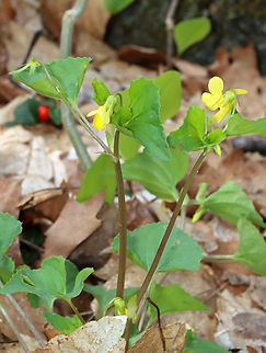Yellow Violets - Viola sp. Viola pubescens or Viola eriocarpa?

Habitat: Growing adjacent to a swamp; deciduous forest
https://www.jungledragon.com/image/153502/yellow_violets_-_viola_sp.html Geotagged,Spring,United States