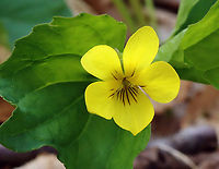 Yellow Violets - Viola sp. Viola pubescens or Viola eriocarpa? <br />
<br />
Habitat: Growing adjacent to a swamp; deciduous forest<br />
https://www.jungledragon.com/image/153501/yellow_violets_-_viola_sp.html Geotagged,Spring,United States,viola,violet