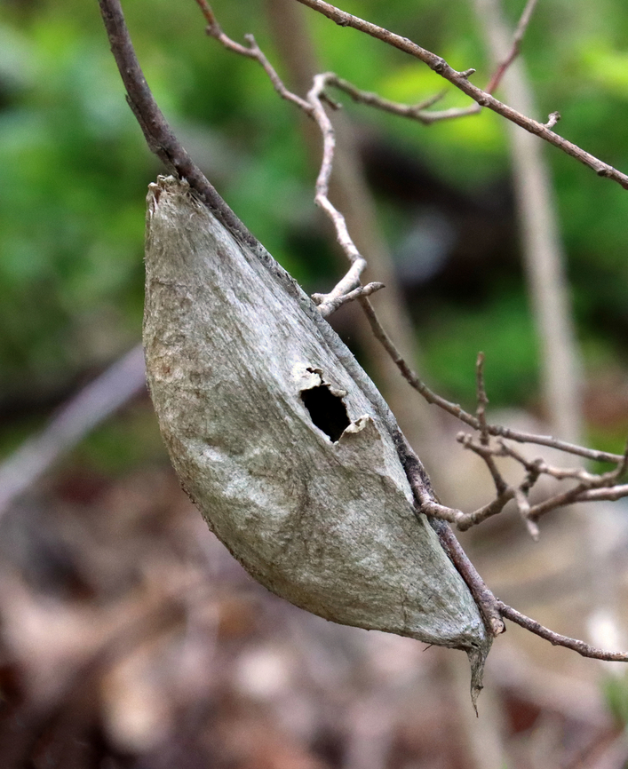 Cecropia Moth Cocoon - Hyalophora cecropia Habitat: Meadow edge Cecropia Moth,Geotagged,Hyalophora,Hyalophora cecropia,Spring,United States,cocoon,moth cocoon