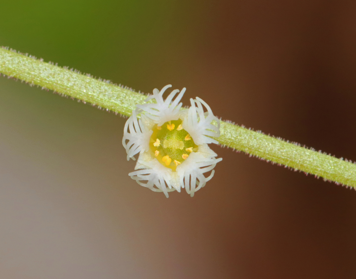 Bishop's Cap - Mitella diphylla Tiny flowers that are ~3 mm in size. I used to rarely see these, but they seem to be becoming more common and widespread. <br />
<br />
Habitat: Deciduous forest Bishop's cap,Geotagged,Mitella diphylla,Spring,United States,mitella