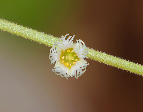 Bishop's Cap - Mitella diphylla Tiny flowers that are ~3 mm in size. I used to rarely see these, but they seem to be becoming more common and widespread. 

Habitat: Deciduous forest Bishop's cap,Geotagged,Mitella diphylla,Spring,United States,mitella