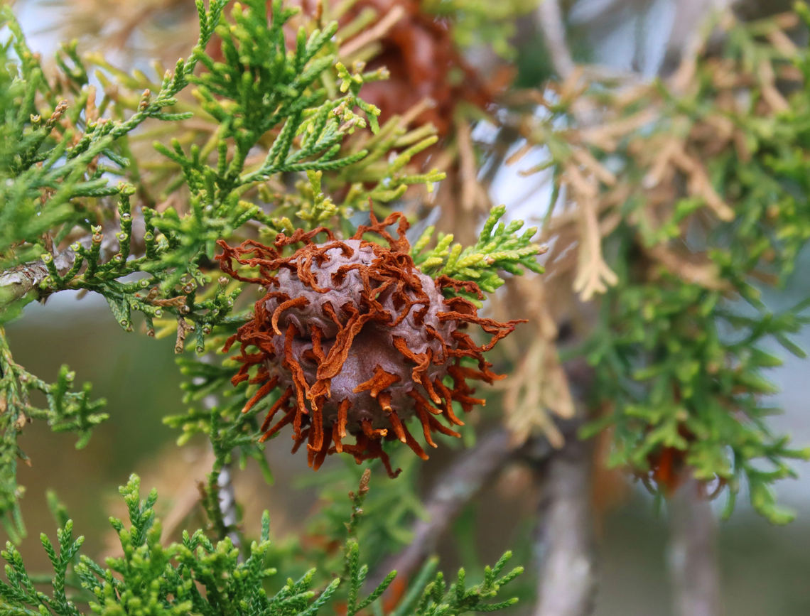 Cedar-apple Rust Gall - Gymnosporangium juniperi-virginianae Habitat: Growing on cedar; meadow/forest edge<br />
<figure class="photo"><a href="https://www.jungledragon.com/image/153508/cedar-apple_rust_gall_-_gymnosporangium_juniperi-virginianae.html" title="Cedar-apple Rust Gall - Gymnosporangium juniperi-virginianae"><img src="https://s3.amazonaws.com/media.jungledragon.com/images/3232/153508_thumb.jpg?AWSAccessKeyId=05GMT0V3GWVNE7GGM1R2&Expires=1767225610&Signature=8S0MMEyCL6GoSFsqF0npweKsWYc%3D" width="200" height="162" alt="Cedar-apple Rust Gall - Gymnosporangium juniperi-virginianae Habitat: Growing on cedar; meadow/forest edge<br />
https://www.jungledragon.com/image/153507/cedar-apple_rust_gall_-_gymnosporangium_juniperi-virginianae.html Cedar-apple Rust,Geotagged,Gymnosporangium,Gymnosporangium juniperi-virginianae,Spring,United States,gall,plant pathogen" /></a></figure> Cedar-apple Rust,Geotagged,Gymnosporangium juniperi-virginianae,Spring,United States
