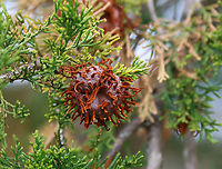 Cedar-apple Rust Gall - Gymnosporangium juniperi-virginianae Habitat: Growing on cedar; meadow/forest edge<br />
https://www.jungledragon.com/image/153508/cedar-apple_rust_gall_-_gymnosporangium_juniperi-virginianae.html Cedar-apple Rust,Geotagged,Gymnosporangium juniperi-virginianae,Spring,United States