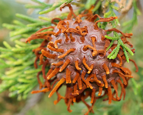 Cedar-apple Rust Gall - Gymnosporangium juniperi-virginianae Habitat: Growing on cedar; meadow/forest edge
https://www.jungledragon.com/image/153507/cedar-apple_rust_gall_-_gymnosporangium_juniperi-virginianae.html Cedar-apple Rust,Geotagged,Gymnosporangium,Gymnosporangium juniperi-virginianae,Spring,United States,gall,plant pathogen
