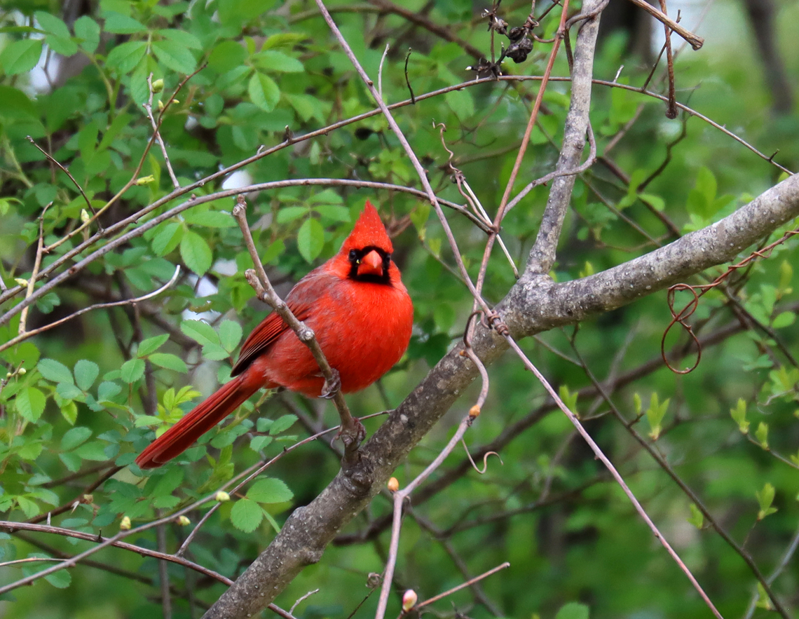 Northern Cardinal - Cardinalis cardinalis This guy was doing a great job showing off for his nearby mate, but I think he was a bit embarrassed when I told him that he had debris stuck to his handsome face. <br />
<br />
Habitat: Forest/meadow edge Cardinalis cardinalis,Geotagged,Northern Cardinal,Spring,United States,cardinal,cardinalis,male cardinal,talking to birds
