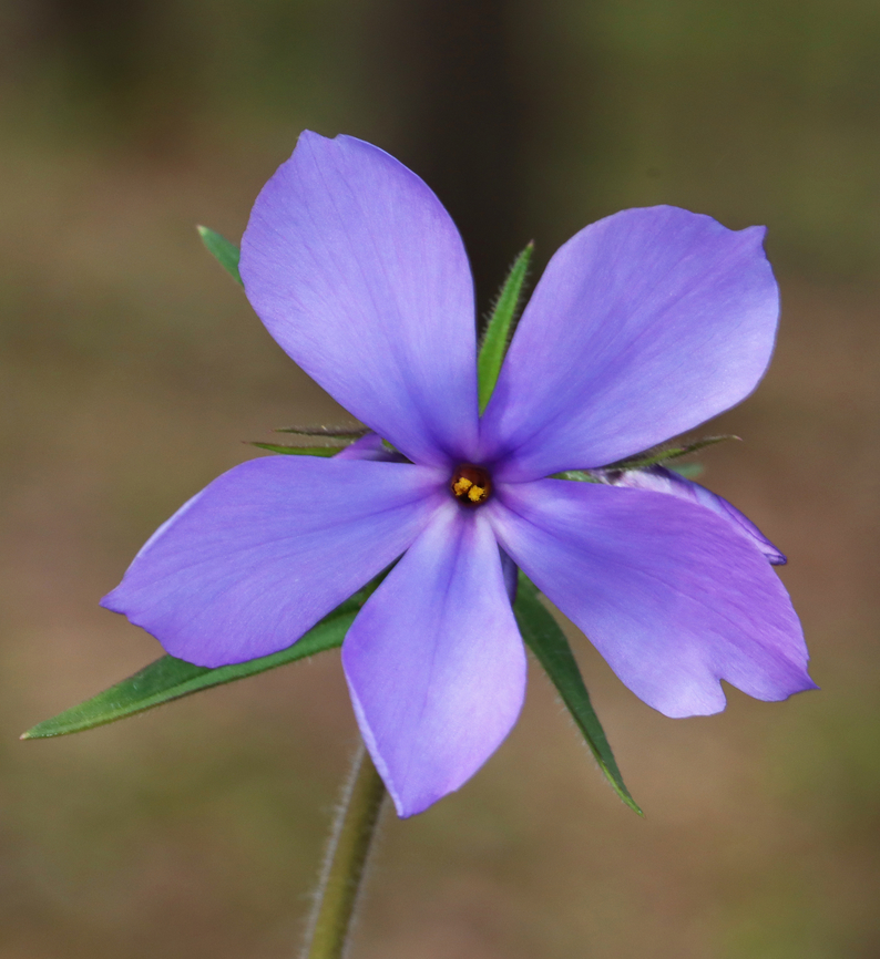 Wild Blue Phlox - Phlox divaricata *Species is tentative<br />
<br />
Habitat: Deciduous forest<br />
<figure class="photo"><a href="https://www.jungledragon.com/image/153511/wild_blue_phlox_-_phlox_divaricata.html" title="Wild Blue Phlox - Phlox divaricata"><img src="https://s3.amazonaws.com/media.jungledragon.com/images/3232/153511_thumb.jpg?AWSAccessKeyId=05GMT0V3GWVNE7GGM1R2&Expires=1759968010&Signature=08zu0f1ZC2ifQqMNAM6op3pSih4%3D" width="200" height="168" alt="Wild Blue Phlox - Phlox divaricata *Species is tentative<br />
<br />
Habitat: Deciduous forest<br />
https://www.jungledragon.com/image/153510/wild_blue_phlox_-_phlox_divaricata.html Blue Phlox,Geotagged,Phlox divaricata,Spring,United States" /></a></figure> Blue Phlox,Geotagged,Phlox divaricata,Spring,United States,phlox,wild blue phlox