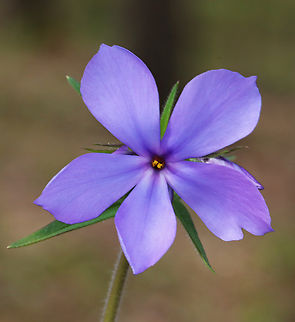Wild Blue Phlox - Phlox divaricata *Species is tentative

Habitat: Deciduous forest
https://www.jungledragon.com/image/153511/wild_blue_phlox_-_phlox_divaricata.html Blue Phlox,Geotagged,Phlox divaricata,Spring,United States,phlox,wild blue phlox
