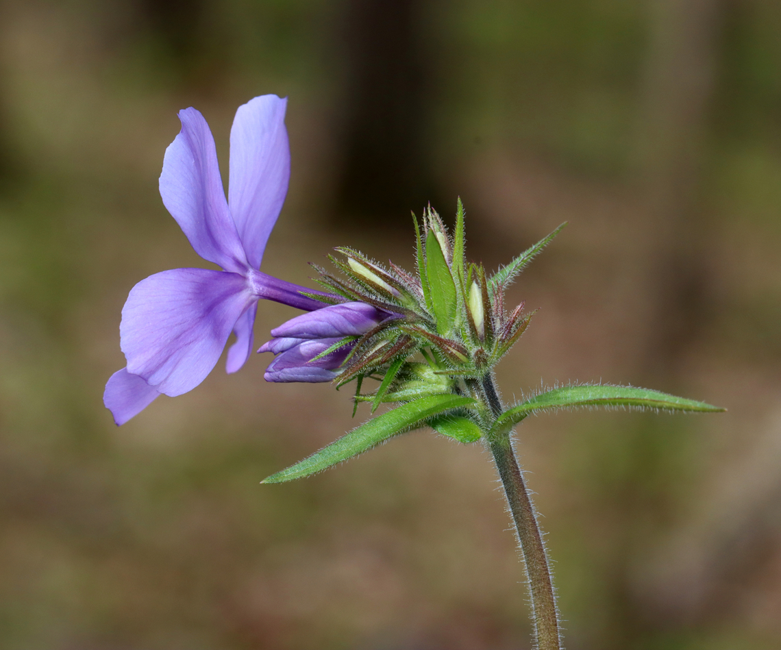 Wild Blue Phlox - Phlox divaricata *Species is tentative<br />
<br />
Habitat: Deciduous forest<br />
<figure class="photo"><a href="https://www.jungledragon.com/image/153510/wild_blue_phlox_-_phlox_divaricata.html" title="Wild Blue Phlox - Phlox divaricata"><img src="https://s3.amazonaws.com/media.jungledragon.com/images/3232/153510_thumb.jpg?AWSAccessKeyId=05GMT0V3GWVNE7GGM1R2&Expires=1759968010&Signature=zN8UToJ3tNkQInr9UTgFaDZeCT0%3D" width="140" height="152" alt="Wild Blue Phlox - Phlox divaricata *Species is tentative<br />
<br />
Habitat: Deciduous forest<br />
https://www.jungledragon.com/image/153511/wild_blue_phlox_-_phlox_divaricata.html Blue Phlox,Geotagged,Phlox divaricata,Spring,United States,phlox,wild blue phlox" /></a></figure> Blue Phlox,Geotagged,Phlox divaricata,Spring,United States