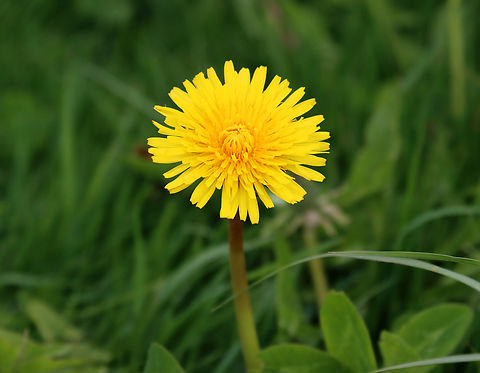 Dandelion - Taraxacum officinale My favorite flower <3

Habitat: Grassy area next to a deciduous forest
https://www.jungledragon.com/image/153514/dandelion_-_taraxacum_officinale.html Common dandelion,Geotagged,Spring,Taraxacum,Taraxacum officinale,United States,dandelion