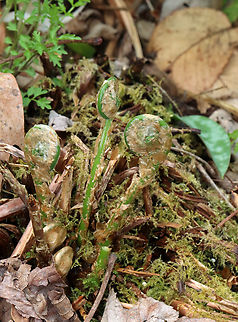 Intermediate Wood Fern - Dryopteris intermedia Habitat: Mesic, deciduous forest
https://www.jungledragon.com/image/153513/ostrich_fern_-_matteuccia_struthiopteris.html
https://www.jungledragon.com/image/153517/ostrich_fern_-_matteuccia_struthiopteris.html
https://www.jungledragon.com/image/153516/ostrich_fern_-_matteuccia_struthiopteris.html
https://www.jungledragon.com/image/153515/ostrich_fern_-_matteuccia_struthiopteris.html Dryopteris intermedia,Geotagged,Intermediate Wood Fern,Spring,United States