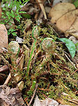 Intermediate Wood Fern - Dryopteris intermedia Habitat: Mesic, deciduous forest<br />
https://www.jungledragon.com/image/153513/ostrich_fern_-_matteuccia_struthiopteris.html<br />
https://www.jungledragon.com/image/153517/ostrich_fern_-_matteuccia_struthiopteris.html<br />
https://www.jungledragon.com/image/153516/ostrich_fern_-_matteuccia_struthiopteris.html<br />
https://www.jungledragon.com/image/153515/ostrich_fern_-_matteuccia_struthiopteris.html Dryopteris intermedia,Geotagged,Intermediate Wood Fern,Spring,United States