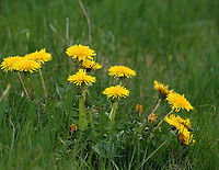 Dandelion - Taraxacum officinale My favorite flower <3<br />
<br />
Habitat: Grassy area next to a deciduous forest<br />
https://www.jungledragon.com/image/153512/dandelion_-_taraxacum_officinale.html Common dandelion,Geotagged,Spring,Taraxacum officinale,United States