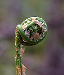 Intermediate Wood Fern - Dryopteris intermedia Habitat: Mesic, deciduous forest<br />
https://www.jungledragon.com/image/153513/ostrich_fern_-_matteuccia_struthiopteris.html<br />
https://www.jungledragon.com/image/153517/ostrich_fern_-_matteuccia_struthiopteris.html<br />
https://www.jungledragon.com/image/153516/ostrich_fern_-_matteuccia_struthiopteris.html<br />
https://www.jungledragon.com/image/153515/ostrich_fern_-_matteuccia_struthiopteris.html Dryopteris intermedia,Geotagged,Intermediate Wood Fern,Spring,United States,fern