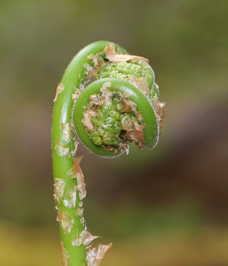 Intermediate Wood Fern - Dryopteris intermedia Habitat: Mesic, deciduous forest<br />
<figure class="photo"><a href="https://www.jungledragon.com/image/153513/intermediate_wood_fern_-_dryopteris_intermedia.html" title="Intermediate Wood Fern - Dryopteris intermedia"><img src="https://s3.amazonaws.com/media.jungledragon.com/images/3232/153513_thumb.jpg?AWSAccessKeyId=05GMT0V3GWVNE7GGM1R2&Expires=1770854410&Signature=k0EDTiGqa6CNdvNRekiu1YZ0ZPQ%3D" width="114" height="152" alt="Intermediate Wood Fern - Dryopteris intermedia Habitat: Mesic, deciduous forest<br />
https://www.jungledragon.com/image/153513/ostrich_fern_-_matteuccia_struthiopteris.html<br />
https://www.jungledragon.com/image/153517/ostrich_fern_-_matteuccia_struthiopteris.html<br />
https://www.jungledragon.com/image/153516/ostrich_fern_-_matteuccia_struthiopteris.html<br />
https://www.jungledragon.com/image/153515/ostrich_fern_-_matteuccia_struthiopteris.html Dryopteris intermedia,Geotagged,Intermediate Wood Fern,Spring,United States" /></a></figure><br />
<figure class="photo"><a href="https://www.jungledragon.com/image/153517/intermediate_wood_fern_-_dryopteris_intermedia.html" title="Intermediate Wood Fern - Dryopteris intermedia"><img src="https://s3.amazonaws.com/media.jungledragon.com/images/3232/153517_thumb.jpg?AWSAccessKeyId=05GMT0V3GWVNE7GGM1R2&Expires=1770854410&Signature=54wXc7w7XB55WaAkAYjIquu2I1s%3D" width="122" height="152" alt="Intermediate Wood Fern - Dryopteris intermedia Habitat: Mesic, deciduous forest<br />
https://www.jungledragon.com/image/153513/ostrich_fern_-_matteuccia_struthiopteris.html<br />
https://www.jungledragon.com/image/153517/ostrich_fern_-_matteuccia_struthiopteris.html<br />
https://www.jungledragon.com/image/153516/ostrich_fern_-_matteuccia_struthiopteris.html<br />
https://www.jungledragon.com/image/153515/ostrich_fern_-_matteuccia_struthiopteris.html Dryopteris intermedia,Geotagged,Intermediate Wood Fern,Spring,United States" /></a></figure><br />
<figure class="photo"><a href="https://www.jungledragon.com/image/153516/intermediate_wood_fern_-_dryopteris_intermedia.html" title="Intermediate Wood Fern - Dryopteris intermedia"><img src="https://s3.amazonaws.com/media.jungledragon.com/images/3232/153516_thumb.jpg?AWSAccessKeyId=05GMT0V3GWVNE7GGM1R2&Expires=1770854410&Signature=71aNfwjW3GOV4sNH5OKRhWCFmrY%3D" width="132" height="152" alt="Intermediate Wood Fern - Dryopteris intermedia Habitat: Mesic, deciduous forest<br />
https://www.jungledragon.com/image/153513/ostrich_fern_-_matteuccia_struthiopteris.html<br />
https://www.jungledragon.com/image/153517/ostrich_fern_-_matteuccia_struthiopteris.html<br />
https://www.jungledragon.com/image/153516/ostrich_fern_-_matteuccia_struthiopteris.html<br />
https://www.jungledragon.com/image/153515/ostrich_fern_-_matteuccia_struthiopteris.html Dryopteris intermedia,Geotagged,Intermediate Wood Fern,Spring,United States,fern,fiddlehead" /></a></figure><br />
<figure class="photo"><a href="https://www.jungledragon.com/image/153515/intermediate_wood_fern_-_dryopteris_intermedia.html" title="Intermediate Wood Fern - Dryopteris intermedia"><img src="https://s3.amazonaws.com/media.jungledragon.com/images/3232/153515_thumb.jpg?AWSAccessKeyId=05GMT0V3GWVNE7GGM1R2&Expires=1770854410&Signature=ZSfSUvetlWFWrA%2B6rjISrLyeqL4%3D" width="132" height="152" alt="Intermediate Wood Fern - Dryopteris intermedia Habitat: Mesic, deciduous forest<br />
https://www.jungledragon.com/image/153513/ostrich_fern_-_matteuccia_struthiopteris.html<br />
https://www.jungledragon.com/image/153517/ostrich_fern_-_matteuccia_struthiopteris.html<br />
https://www.jungledragon.com/image/153516/ostrich_fern_-_matteuccia_struthiopteris.html<br />
https://www.jungledragon.com/image/153515/ostrich_fern_-_matteuccia_struthiopteris.html Dryopteris intermedia,Geotagged,Intermediate Wood Fern,Spring,United States,fern" /></a></figure> Dryopteris intermedia,Geotagged,Intermediate Wood Fern,Spring,United States,fern,fiddlehead