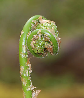 Intermediate Wood Fern - Dryopteris intermedia Habitat: Mesic, deciduous forest
https://www.jungledragon.com/image/153513/ostrich_fern_-_matteuccia_struthiopteris.html
https://www.jungledragon.com/image/153517/ostrich_fern_-_matteuccia_struthiopteris.html
https://www.jungledragon.com/image/153516/ostrich_fern_-_matteuccia_struthiopteris.html
https://www.jungledragon.com/image/153515/ostrich_fern_-_matteuccia_struthiopteris.html Dryopteris intermedia,Geotagged,Intermediate Wood Fern,Spring,United States,fern,fiddlehead