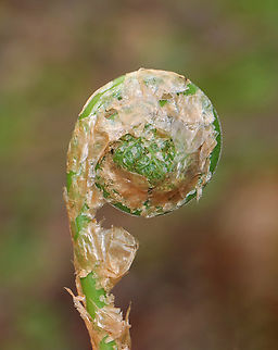 Intermediate Wood Fern - Dryopteris intermedia Habitat: Mesic, deciduous forest
https://www.jungledragon.com/image/153513/ostrich_fern_-_matteuccia_struthiopteris.html
https://www.jungledragon.com/image/153517/ostrich_fern_-_matteuccia_struthiopteris.html
https://www.jungledragon.com/image/153516/ostrich_fern_-_matteuccia_struthiopteris.html
https://www.jungledragon.com/image/153515/ostrich_fern_-_matteuccia_struthiopteris.html Dryopteris intermedia,Geotagged,Intermediate Wood Fern,Spring,United States
