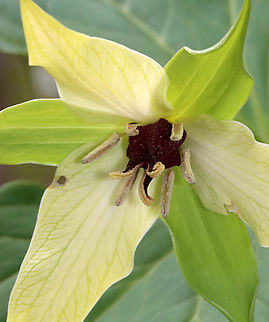 Wet Dog Trillium - Trillium erectum var. album Trillium erectum usually has dark reddish purple petals, but this variety has pale yellow petals.

As its common name suggests, it really does smell like a wet dog. The smell attracts its pollinators - carrion flies.

Habitat: Deciduous forest Geotagged,Red trillium,Spring,Trillium erectum,Trillium erectum var. album,United States,trillium,wet dog trillium