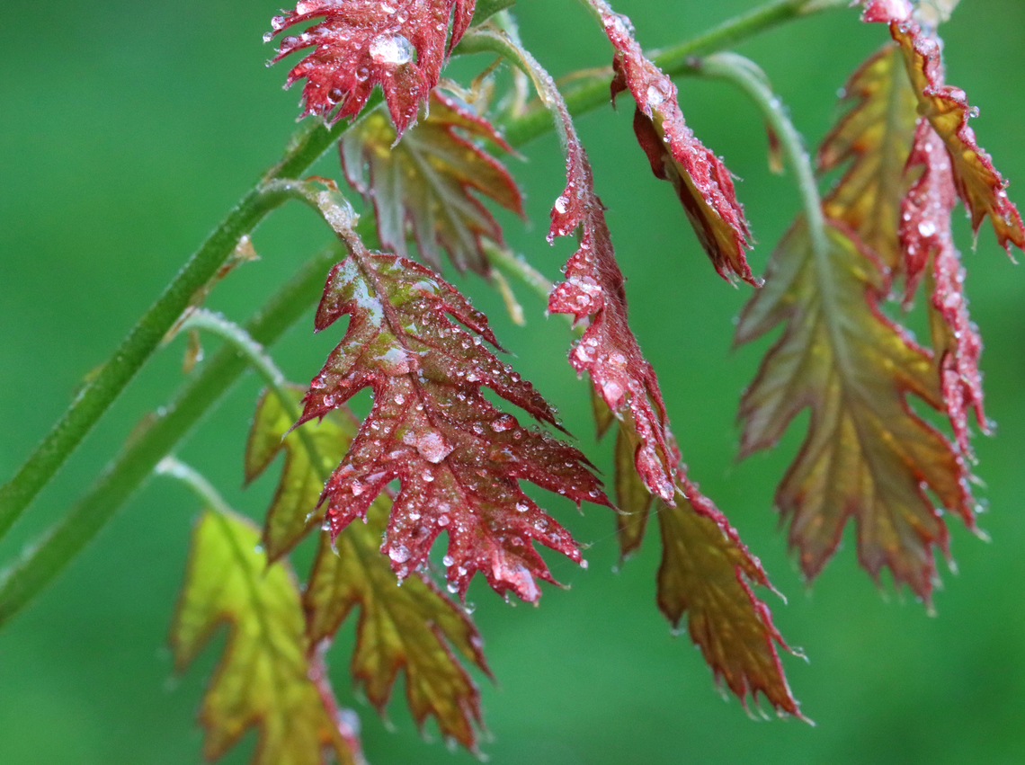 Red Oak - Quercus rubra Habitat: Deciduous forest Geotagged,Northern red oak,Quercus rubra,Spring,United States,oak,quercus