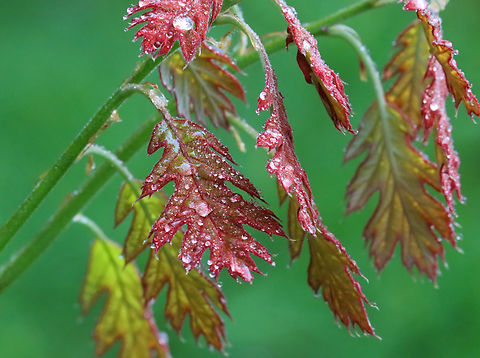 Red Oak - Quercus rubra Habitat: Deciduous forest Geotagged,Northern red oak,Quercus rubra,Spring,United States,oak,quercus
