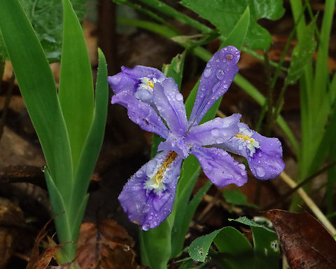 Dwarf Crested Iris - Iris cristata Habitat: Deciduous forest Dwarf crested iris,Geotagged,Iris,Iris cristata,Spring,United States,crested iris