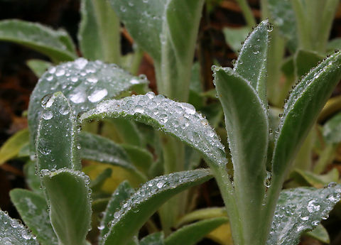 Lamb's Ear - Stachys byzantina One of my favorite garden plants. 

Habitat: Near a garden, likely an escapee. Geotagged,Lambs-ear,Spring,Stachys,Stachys byzantina,United States