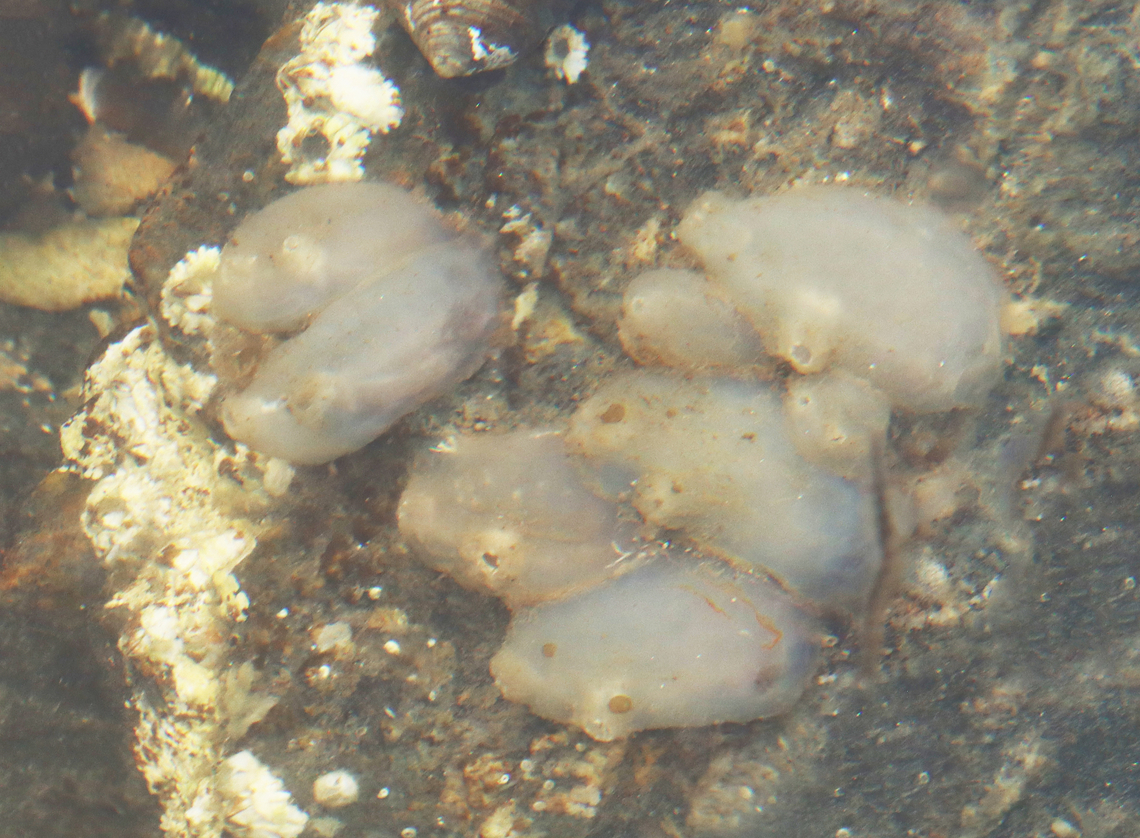 European Sea Squirt - Ascidiella aspersa Introduced into North America around 1983 and it made its way to Maine around 2012-ish. The surface of these tunicates is rough and firm.<br />
<br />
Habitat: Attached to rocks in tide pools during low tide Ascidiella,Ascidiella aspersa,European Sea Squirt,Geotagged,Summer,United States,sea squirt,tunicate