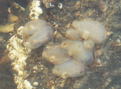 European Sea Squirt - Ascidiella aspersa Introduced into North America around 1983 and it made its way to Maine around 2012-ish. The surface of these tunicates is rough and firm.

Habitat: Attached to rocks in tide pools during low tide Ascidiella,Ascidiella aspersa,European Sea Squirt,Geotagged,Summer,United States,sea squirt,tunicate