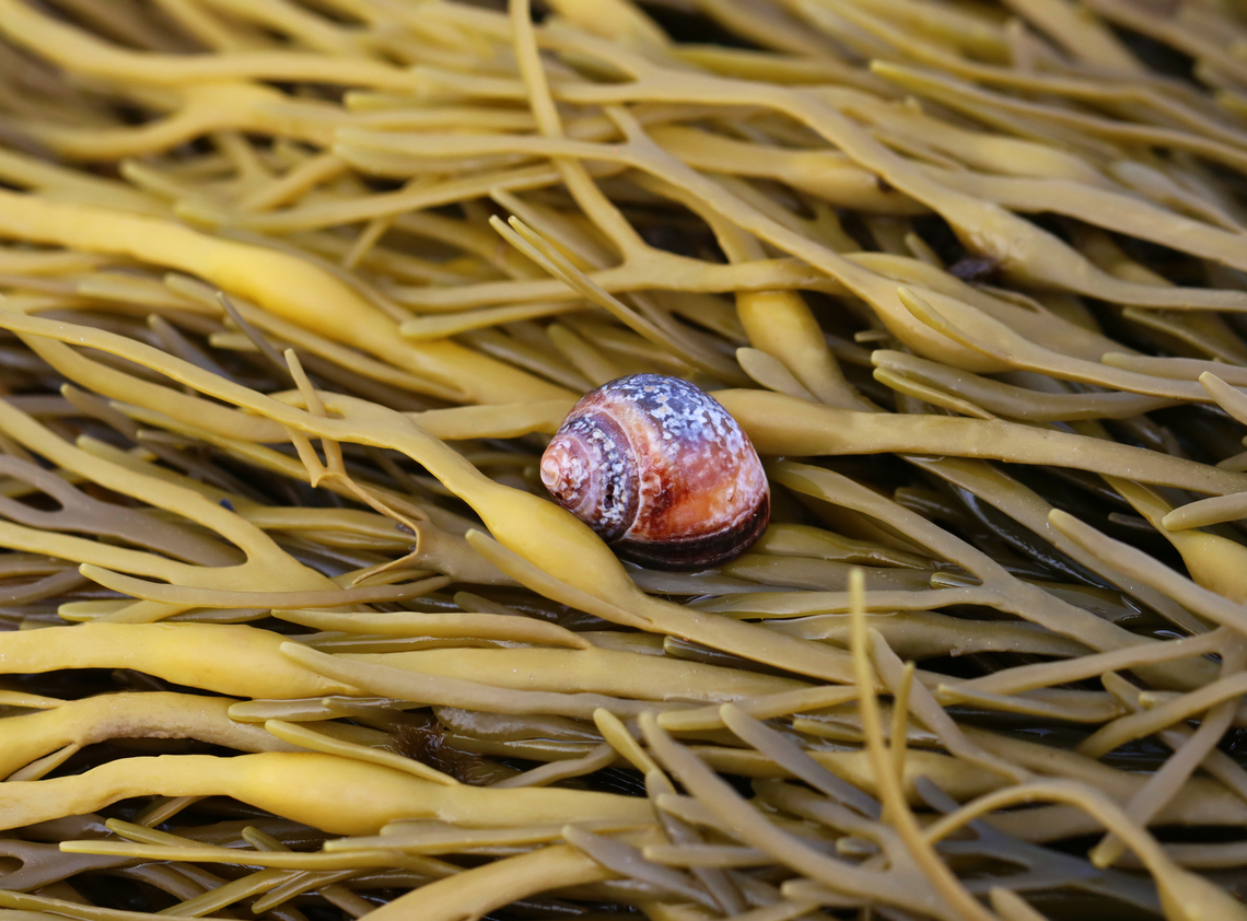 Winkle - Littorina littorea Habitat: On the beds of Ascophyllum nodosum; Intertidal during low tide Common periwinkle,Geotagged,Littorina littorea,Summer,United States,littorina,mollusc,periwinkle,sea snail,snail,whelk,winkle