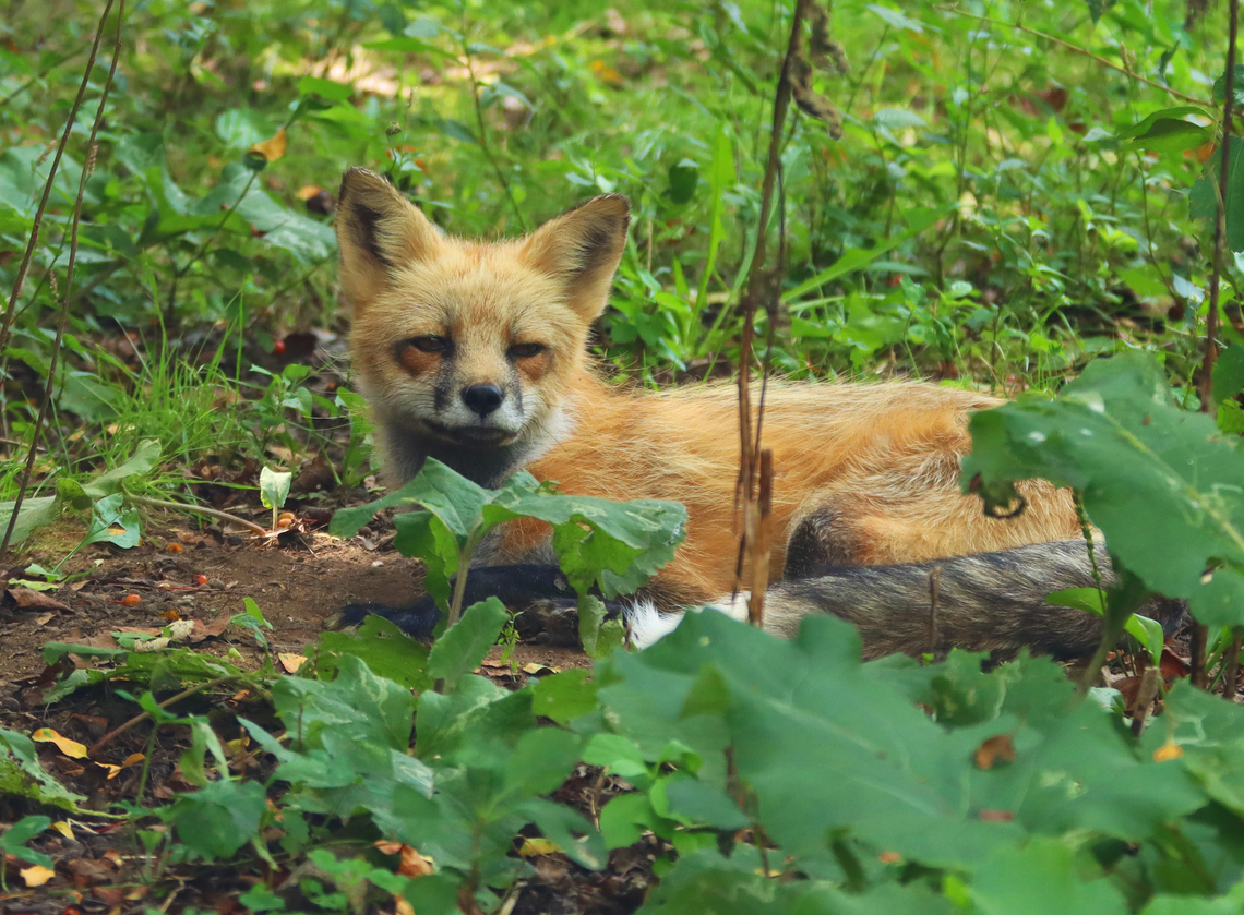 Red Fox - Vulpes vulpes This fox was resting among the vegetation on a really hot afternoon. <br />
<br />
Habitat: Forested area near Sebago Lake in Maine Geotagged,Red Fox,Summer,United States,Vulpes vulpes,fox,vulpes