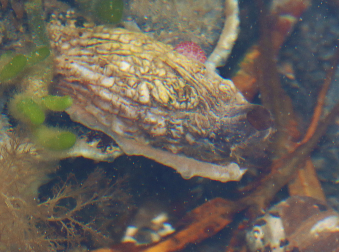 Rough Sea Squirt - Styela clava *Note the bright pink thing in back of the sea squirt. I have no idea what that is.*<br />
<br />
They ranged in length from about 4-8 cm, and felt tough and leathery.<br />
<br />
Habitat: Attached to rocks in tide pools during low tide<br />
<figure class="photo"><a href="https://www.jungledragon.com/image/153636/rough_sea_squirt_-_styela_clava.html" title="Rough Sea Squirt - Styela clava"><img src="https://s3.amazonaws.com/media.jungledragon.com/images/3232/153636_thumb.jpg?AWSAccessKeyId=05GMT0V3GWVNE7GGM1R2&Expires=1759968010&Signature=LYvZwx0Yq7cHlwCYU7Mf4MeByKY%3D" width="200" height="162" alt="Rough Sea Squirt - Styela clava They ranged in length from about 4-8 cm, and felt tough and leathery.<br />
<br />
Habitat: Attached to rocks in tide pools during low tide<br />
https://www.jungledragon.com/image/153635/rough_sea_squirt_-_styela_clava.html<br />
https://www.jungledragon.com/image/153754/rough_sea_squirt_-_styela_clava.html Geotagged,Styela clava,Summer,Tunicate,United States,ascidian tunicate,rough sea squirt,sea squirt,styela" /></a></figure> Geotagged,Styela,Styela clava,Summer,United States,sea squirt,tunicate