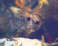 Rough Sea Squirt - Styela clava They ranged in length from about 4-8 cm, and felt tough and leathery.<br />
<br />
Habitat: Attached to rocks in tide pools during low tide<br />
https://www.jungledragon.com/image/153635/rough_sea_squirt_-_styela_clava.html<br />
https://www.jungledragon.com/image/153754/rough_sea_squirt_-_styela_clava.html Geotagged,Styela clava,Summer,Tunicate,United States,ascidian tunicate,rough sea squirt,sea squirt,styela