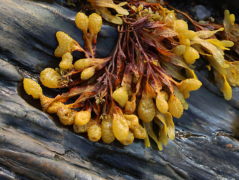 Spiral Wrack - Fucus spiralis Habitat: All over the rocks in the intertidal zone during low tide.  Fucus spiralis,Geotagged,Spiral wrack,Summer,United States,algae,brown alga,fucus,seaweed