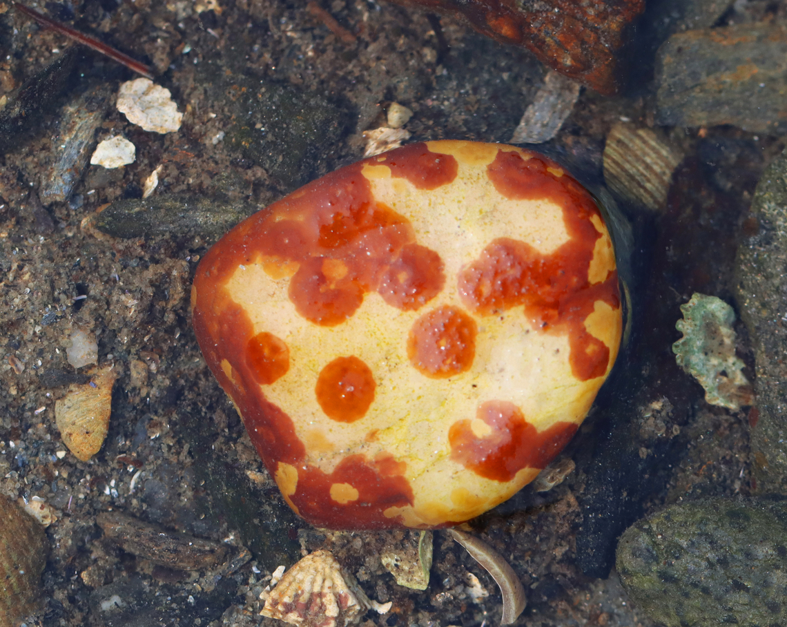 Thalloid Red Algae - Hildenbrandia rubra I found these red spots on various rocks in the low tide zone. I think they might be Hildenbrandia rubra.<br />
<br />
Habitat: Intertidal zone during low tide Geotagged,Hildenbrandia,Hildenbrandia rubra,Summer,United States,algae,intertidal zone,littoral,red algae,thalloid red algae