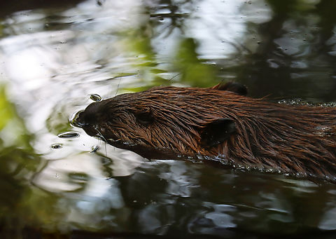 Beaver - Castor canadensis Beavers are pretty awesome. They can close their nostrils and ears when submerged, and their eyes are covered by a membrane that allows them to see underwater. Both sexes have castor sacs/anal glands under the base of their tails, which contain castoreum that they use to mark territory. Castoreum extract was once used as a food additive, supposedly similar to vanilla. I have a jar of dried, ground castor sacs and it smells nothing like vanilla. I can't imagine eating it. Castor,Castor canadensis,Geotagged,North American Beaver,Summer,United States,beaver