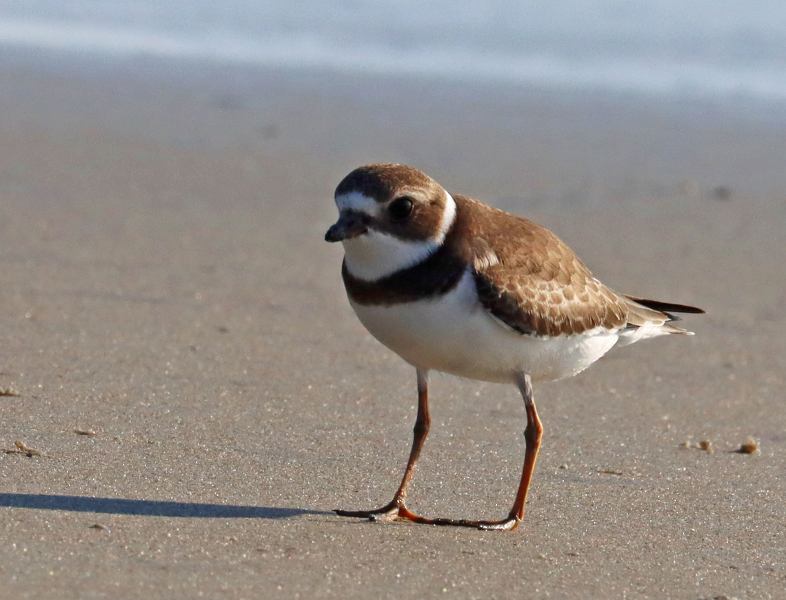 Semipalmated Plover - Charadrius semipalmatus A curious, friendly bird. There was a large group of plovers on the beach, but this one came over to me when I sat down on the sand. It came up to about a meter from me, which was the perfect distance for us to stare at each other for a few minutes. <br />
<br />
Habitat: Laudholm Beach Charadrius,Charadrius semipalmatus,Geotagged,Semipalmated plover,Summer,United States,plover