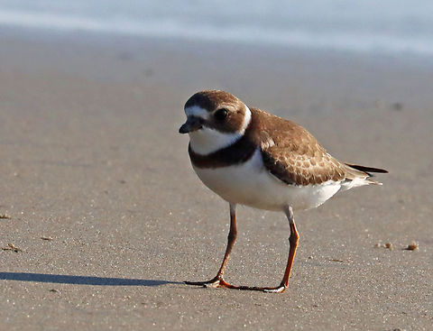Semipalmated Plover - Charadrius semipalmatus A curious, friendly bird. There was a large group of plovers on the beach, but this one came over to me when I sat down on the sand. It came up to about a meter from me, which was the perfect distance for us to stare at each other for a few minutes. 

Habitat: Laudholm Beach Charadrius,Charadrius semipalmatus,Geotagged,Semipalmated plover,Summer,United States,plover