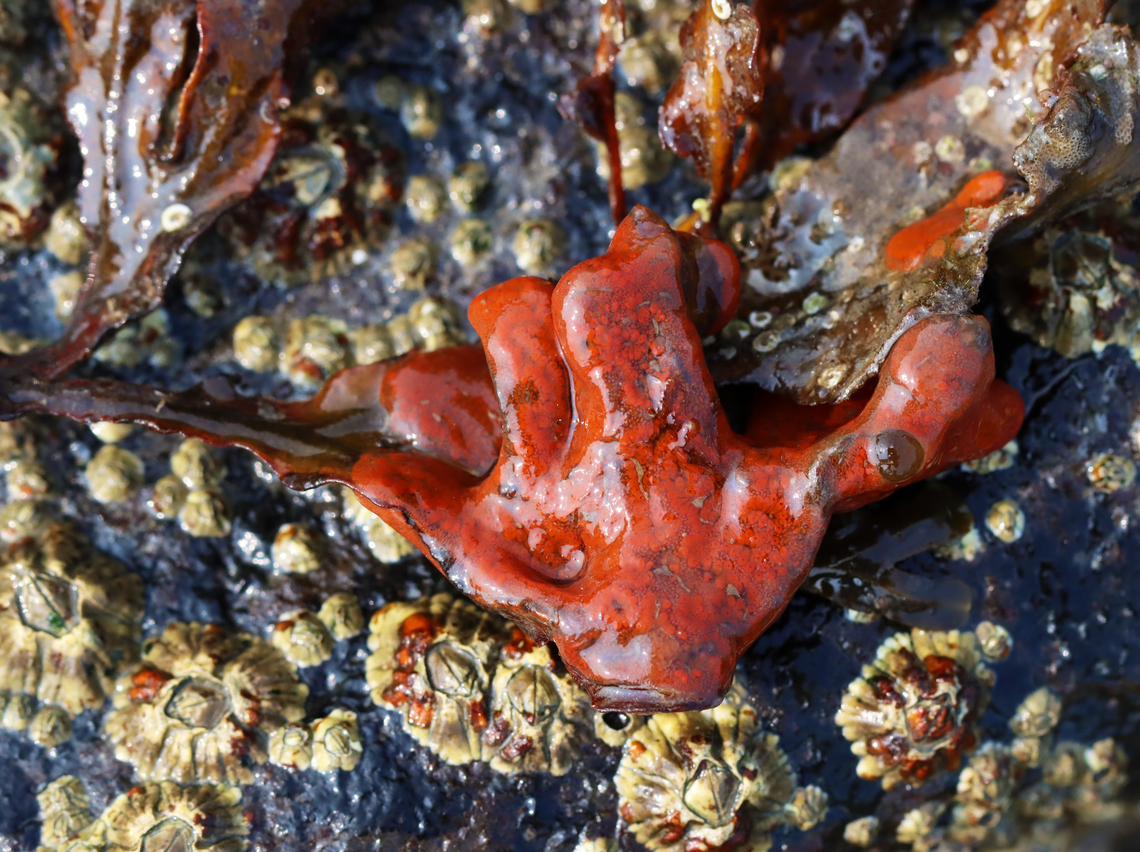 Tunicate Colony - Botrylloides sp., maybe Botrylloides violaceus? Botrylloides are flat sheets of organisms that encrust surfaces. This colony was sort of shaped like a hand. <br />
<br />
Habitat: There was lots of these on the rocks in the low tide zone. Botrylloides,Botrylloides violaceus,Geotagged,Orange Sheath Tunicate,Summer,United States,ascidian tunicate,styelidae,tunicate