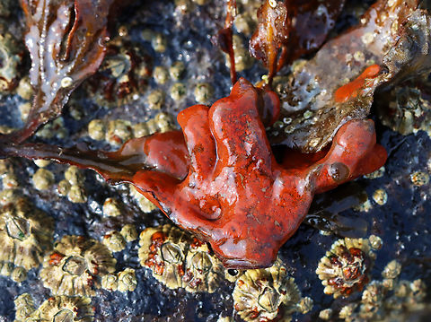 Tunicate Colony - Botrylloides sp., maybe Botrylloides violaceus? Botrylloides are flat sheets of organisms that encrust surfaces. This colony was sort of shaped like a hand. 

Habitat: There was lots of these on the rocks in the low tide zone. Botrylloides,Botrylloides violaceus,Geotagged,Orange Sheath Tunicate,Summer,United States,ascidian tunicate,styelidae,tunicate