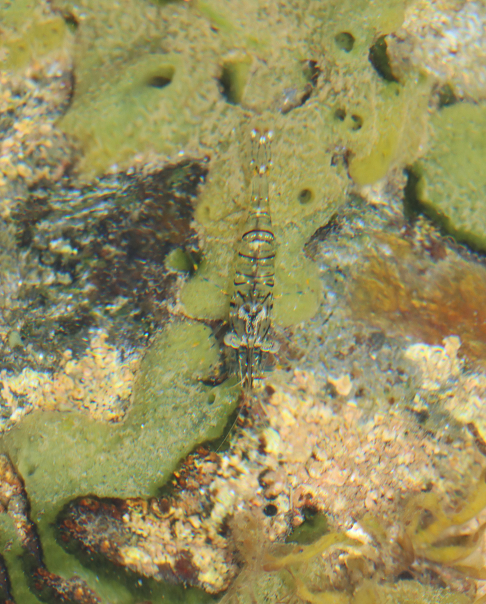 Rockpool Shrimp - Palaemon elegans I spotted dozens of these in tide pools during low tide.<br />
<br />
Habitat: Tide pools during low tide Geotagged,Grass Prawn,Palaemon,Palaemon elegans,Rockpool Shrimp,Summer,United States,glass shrimp,prawn,shrimp