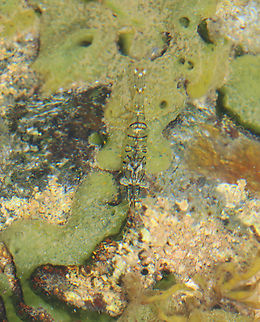 Rockpool Shrimp - Palaemon elegans I spotted dozens of these in tide pools during low tide.

Habitat: Tide pools during low tide Geotagged,Grass Prawn,Palaemon,Palaemon elegans,Rockpool Shrimp,Summer,United States,glass shrimp,prawn,shrimp