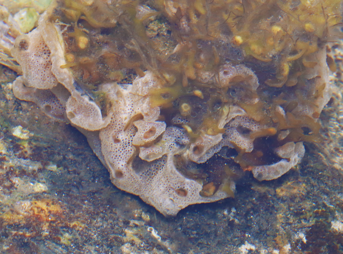 Sea Vomit - Didemnum vexillum This tunicate is a problematic, invasive species in Europe and the US. It can grow on nearly anything, including other organisms, which it smothers. It can easily have a devastating effect on the ecology and balance of seafloor communities as it decreases the diversity and abundance of other organisms. It even releases a toxin to discourage predation and to prevent other organisms from settling in the area. Due to all these factors, it has earned the nickname &#039;D. vex&#039; because it is so vexing.<br />
<br />
Habitat: All over the place in tide pools D. vex,Didemnum vexillum,Geotagged,Summer,United States,ascidian,carpet sea squirt,colonial ascidian,marine vomit,pancake batter tunicate,sea vomit